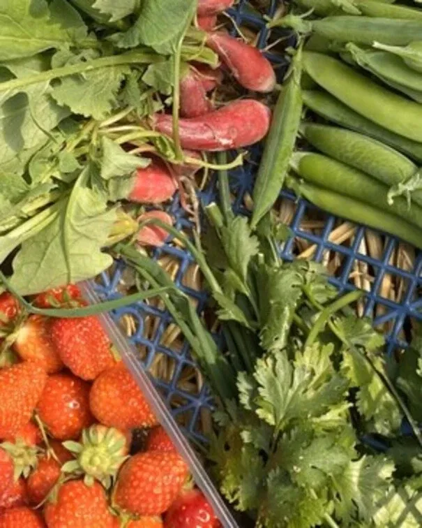 Cultures de la ferme