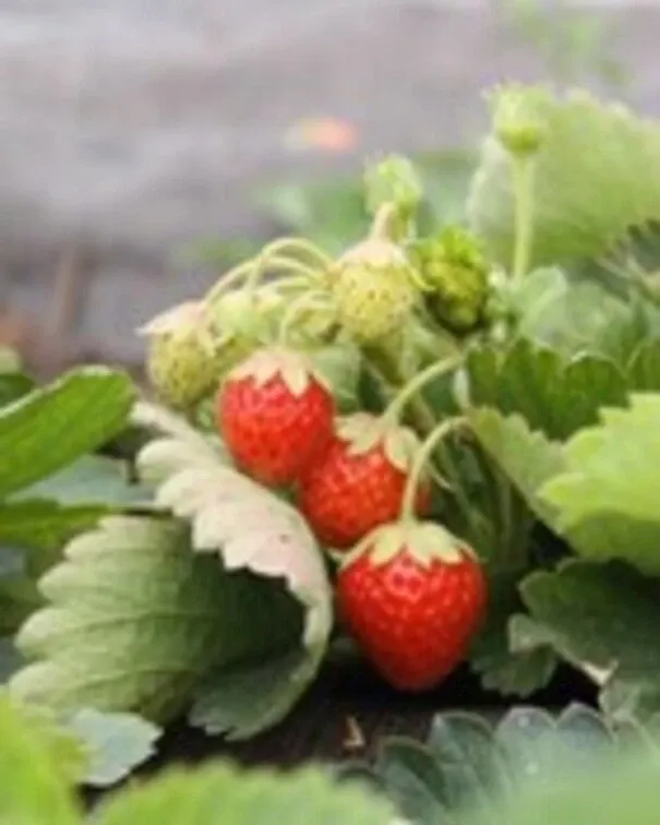 Fruits de la ferme